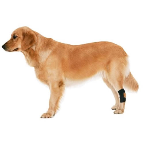 Rear Hock Joint Dog Brace