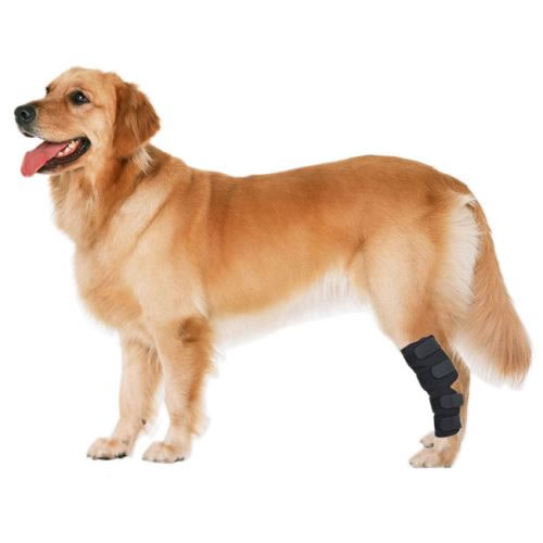 Extra Supportive Dog Hock Brace